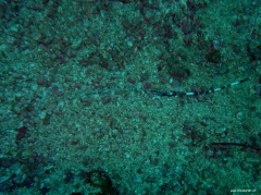 Neotrygon kuhlii (Blaugepunkteter Stechrochen) eingegraben, Schwanz